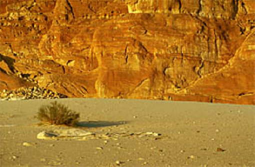 desert