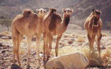 sharm camels