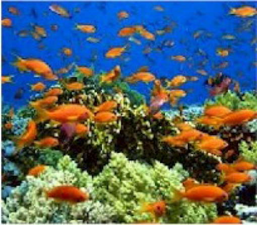 sharmfish