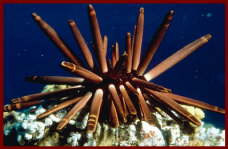 slate-pencil-urchin
