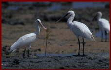 spoonbills