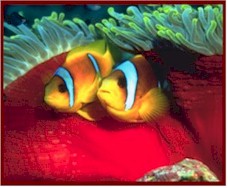 Fish at Sharm El Sheikh 1202