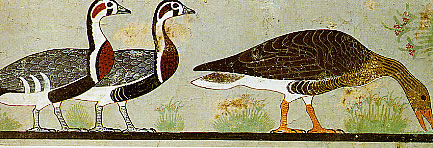 Meidum geese